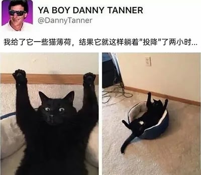 这是一张由左右两张实拍照片拼接而成的图文混排图片，图片顶部展示了社交媒体用户“YA BOY DANNY TANNER”的账号信息，下方配有中文说明文字“我给了它一些猫薄荷，结果它就这样躺着‘投降’了两小时...”。左侧照片中，一只纯黑色猫咪坐在猫窝内，双爪高高举起，眼睛圆睁，姿势酷似举手投降，神态显得有些懵懂；右侧照片里，这只黑猫四脚朝天躺在猫窝外的地毯上，双爪和后腿依然保持向上伸展的类似“投降”的姿态，身体放松，呈现出吸食猫薄荷后慵懒又搞笑的状态，整体画面充满萌趣，生动展现了宠物吸食猫薄荷后的可爱反应。
