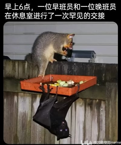 这是一张充满趣味的拟人化梗图，图片上方配文“早上6点，一位早班员和一位晚班员在休息室进行了一次罕见的交接”，将图中的两种夜行动物赋予了职场身份：站在装有食物的红色托盘边缘的袋貂被比作刚到岗的早班员，它嘴巴微张，神态带着警惕，似乎正准备开启“工作”（进食）；而倒挂在托盘下方的蝙蝠则被比作即将结束“工作”的晚班员，圆睁的眼睛显得呆萌，还在获取食物。网友利用早上6点这个职场早晚班交接的特殊时间点，把动物同时觅食的场景拟人化为职场交接，用生活化的职场梗赋予动物行为幽默的人类社会属性，让原本普通的野生动物画面变得生动有趣，精准戳中职场人的共鸣点，制造出轻松搞笑的效果。