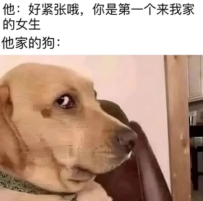 这张梗图通过文字与图片的反差制造幽默效果。上方文字显示一个男生对女生说："好紧张哦，你是第一个来我家的女生"，而下方则是一张金毛犬的特写照片。狗狗眼神怀疑地侧头凝视，表情似乎在无声地反驳男生的说法，暗示这并非事实。这种"主人说谎被宠物拆穿"的设定产生了强烈的喜剧效果。
