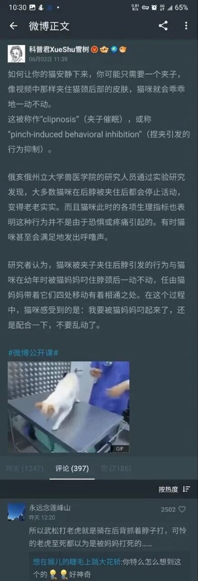 这是一张来自微博平台的社交媒体截图，属于图文混排内容，包含科普文字、演示GIF动图和评论区内容。博主“科普君XueShu雪树”于06月03日11:31发布科普内容，介绍了名为“夹子催眠（clipnosis）”的现象：使用夹子夹住猫咪颈后部皮肤，猫咪会乖乖静止不动，俄亥俄州立大学兽医学院的研究表明该行为并非源于恐惧或疼痛，而是和幼猫被猫妈妈叼住后颈的行为机制相通，猫咪会产生被妈妈叼起的认知从而配合不动。下方附带的GIF动图直观展示了人用夹子夹住猫后颈皮肤，猫咪随即安静下来的过程。评论区中，用户“永远念逢峰山”基于科普内容玩梗，调侃武松打虎时抓着老虎脖子打，老虎至死以为是被妈妈打死的，该评论获得高赞，另一用户则回复好奇其脑洞。整体内容兼具科普性和趣味性，科普知识搭配搞笑玩梗，增强了内容的传播性和趣味性。