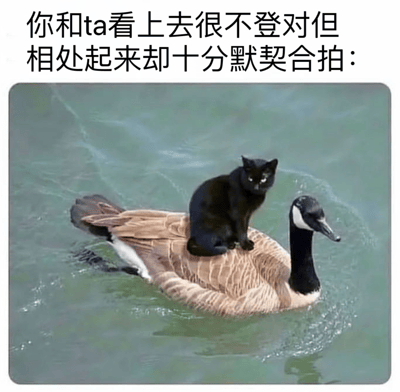 图片上方配有文字'你和ta看上去很不登对但相处起来却十分默契合拍：'，下方是一张实拍照片：一只纯黑的猫稳稳地坐在一只正在水中游动的加拿大鹅背上，猫眼神平静，鹅悠然划水，两者虽物种不同、体型差异明显，却呈现出异常和谐默契的画面，生动诠释了文字所描述的'外表不登对，相处超合拍'的主题。