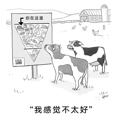 这是一幅黑白手绘卡通单幅漫画，场景设定在农场中，画面里两头奶牛正抬头注视着一块立在草地上的美国农业部（USDA）膳食指南金字塔指示牌。指示牌上的箭头标注“你在这里”，指向金字塔顶端的肉类、奶制品区域，这代表着奶牛的肉和奶属于人类的食物范畴。靠前的奶牛说出“我感觉不太好”，拟人化地表现出它意识到自己和同类是人类食物来源后的不安与沮丧。背景中可以看到农场的谷仓、围栏和几只鸡，右下角有作者签名“Hsu”，整体用幽默讽刺的手法，通过动物的视角揭示人类饮食结构背后的现实，引发对食物来源的思考。