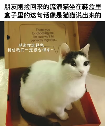 一张黑白流浪猫坐在鞋盒里的照片，鞋盒内侧印有英文感谢语，图片上叠加了中文翻译和顶部文字说明，文字内容仿佛是猫咪对收养者说的话，整体氛围温馨可爱。