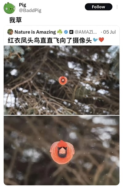 这是一张社交媒体截图，显示用户Pig(@BaddPig)分享了Nature is Amazing账号发布的内容。截图包含两张上下排列的图片，展示一只红衣凤头鸟从远处到近处直冲摄像头的过程，给人强烈的视觉冲击感。用户Pig用"我草"表达了对此自然奇观的惊讶反应。
