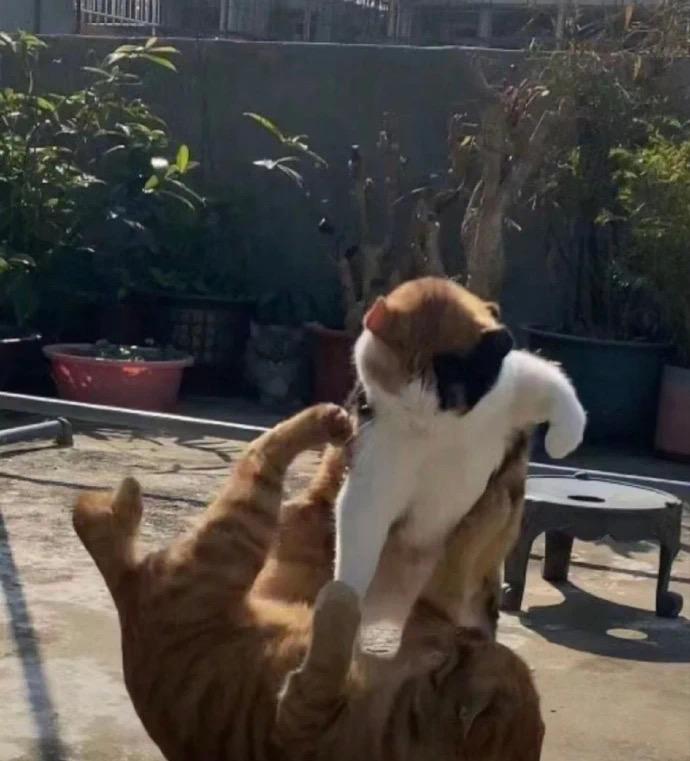 三色小猫