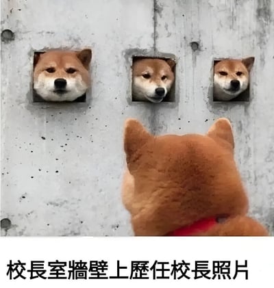 图片中一只柴犬正抬头看着一面灰色墙壁，墙壁上有三个方形孔洞，每个孔洞中都探出一只表情平静的柴犬头部。图片底部配有文字“校长室墙壁上历任校长照片”，通过将柴犬头部幽默地替换为历任校长的照片，营造出搞笑的校园幽默效果。