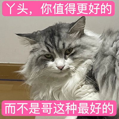 图片主体是一只灰白色长毛猫，毛发蓬松，眼神锐利带着一丝不屑与自信，侧躺在浅色墙面与木质家具旁。图片顶部和底部分别添加了粉色圆角文字框，白色文字内容为“丫头，你值得更好的”和“而不是哥这种最好的”。通过猫咪高冷的神态与自恋式幽默文案形成强烈反差，营造出搞笑调侃的效果，属于网络流行的宠物表情包创作。