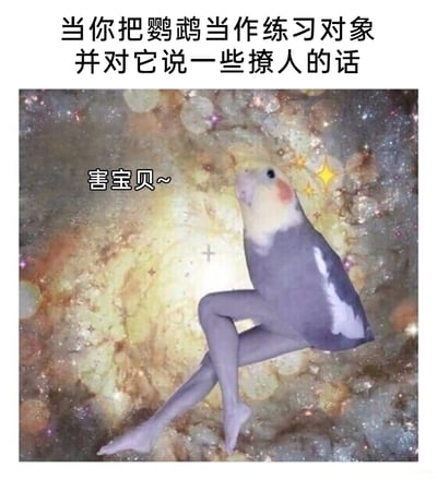 这是一张经过P图改编的搞笑沙雕梗图，上方配有文字“当你把鹦鹉当作练习对象并对它说一些撩人的话”，图中核心是将玄凤鹦鹉的身体与人类的双腿合成的拟人化形象，它交叉着双腿，摆出暧昧的姿势，背景是带有光斑和星星的暖色调梦幻背景，旁边配文“害宝贝~”，模拟出鹦鹉被撩后露出娇羞、暧昧反应的拟人化状态，通过荒诞的身体合成和拟人化的文案，制造出强烈的反差感和滑稽效果，调侃人们练习撩人话术时的有趣场景，充满了整活的趣味。