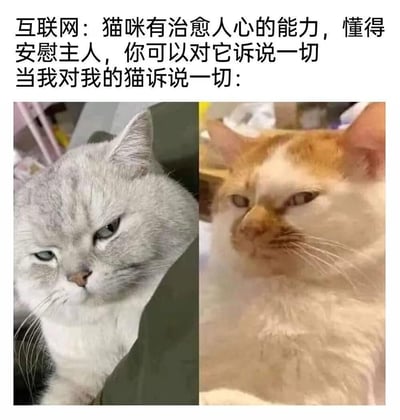 互联网宣传猫咪具备治愈人心、安慰主人的能力，是可以倾诉一切的倾听者；但当主人真的对自家猫咪诉说心事时，图中的两只猫咪却都露出嫌弃、不耐烦的表情，眼神斜睨，满脸写着「别跟我说这些」，完美呈现了养猫人想象与现实的搞笑反差，戳中了不少铲屎官的真实体验。