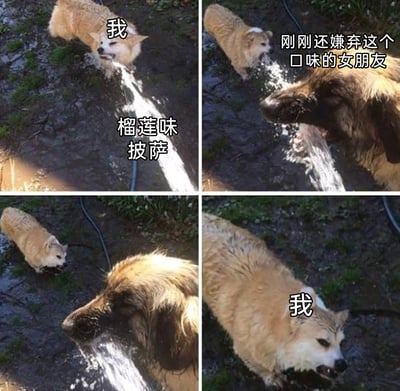 这是一组由四张狗狗实拍照片拼接而成的搞笑表情包，通过拟人化的文字加注，还原了情侣间面对“榴莲味披萨”时的“真香”场景：第一格中代表“我”的柯基被水管喷水，配文“榴莲味披萨”，表现出对这个特殊口味的嫌弃与抗拒；第二格中代表“刚刚还嫌弃这个口味的女朋友”的大型犬正叼着水管喝水，呈现出享受的状态；第三格大型犬继续享受，柯基在一旁观望；第四格中代表“我”的柯基也变成了和大型犬一样的状态，生动地演绎了嘴上嫌弃但最终“真香”的有趣日常，十分贴合现实中人们面对特殊美食或者事物时的心态转变。