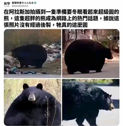 这是一张社交媒体图文截图，整体为顶部配文加下方2x2四图拼接的结构。顶部配文介绍称在阿拉斯加拍摄到一只即将进入冬眠的黑熊，它的外形格外肥胖圆润，相关内容在网络上引发热议，配文还特别强调照片没有经过后期处理，黑熊本身确实是这种圆滚滚的形态。下方四张照片分别从不同角度记录了这只黑熊的状态：左上是它在垃圾堆旁侧对镜头的画面，右上是它在道路上行走的侧面视角，能清晰看出它的身形几乎呈正圆形，左下是它的正面视角，面部和身体都十分饱满，右下是它在路边行走的侧面，整体体态都格外敦实肥胖。