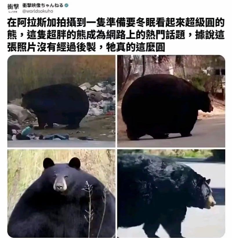 现实野生生物