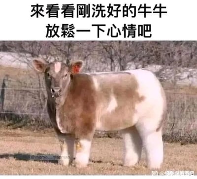 这是一张经过P图改编的静态搞笑图片，图中的牛被人为修改了身体比例，腿部被处理得短粗臃肿，和正常牛的躯干形成强烈的违和反差感，营造出滑稽怪异的视觉效果。图片上方配有中文文字“来看看刚洗好的牛牛 放松一下心情吧”，意图通过这只造型怪异的牛来博人一笑，为观看者提供轻松解压的趣味内容。图片左下角带有国外meme账号的水印，右下角带有国内贴吧的水印，显示出该内容存在跨平台传播的情况。
