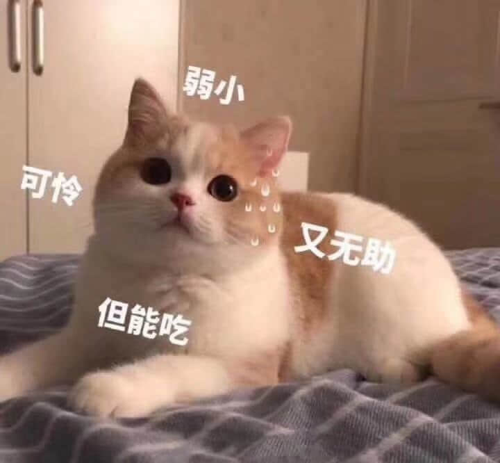 弱小可怜又无助但能吃的猫咪表情包