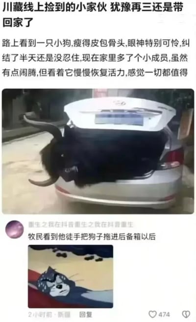 这张图是社交平台的搞笑内容截图，分为上下两部分：上半部分是网友发布的动态，配文称自己在川藏线沿途见到一只瘦得皮包骨、眼神可怜的小狗，纠结许久后决定将它带回家饲养，还表示虽然它有些闹腾，但看着它慢慢恢复活力觉得一切都值得，对应的配图却是一辆银色轿车打开的后备箱里塞着一头长有一对弯角的黑色牦牛，和配文里的“小狗”形成强烈反差；下半部分是其他网友的评论，调侃“牧民看到他徒手把狗子拖进后备箱以后”，还搭配了一张动漫角色满头虚汗、神情虚弱瘫倒在地的表情包，暗指牧民发现自己家的牦牛被人当成小狗偷走后受到巨大冲击的状态，整体通过图文错位、夸大的离谱设定制造幽默笑点。