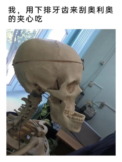 这是一张创意搞笑的图文结合图，上方配有文字“我，用下排牙齿来刮奥利奥的夹心吃”，下方是一个医学教学用的人体骷髅模型，该模型的下颌骨与头骨分离并向前伸出，正好对应了配文里用下排牙刮取奥利奥夹心的动作，通过将生活里的小众饮食习惯和骷髅模型的特殊状态结合，制造出荒诞又搞笑的反差感，调侃了这种独特的吃奥利奥的方式。