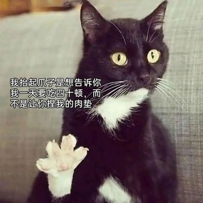 图片中是一只黑白色猫咪，主体为黑色毛发，胸部和抬起的前爪为白色。猫咪正坐在灰色的沙发或垫子上，耳朵竖起，黄色的眼睛睁得很大，表情显得专注而严肃。它抬起一只白色的肉垫爪子，爪子前方有一段中文文字：“我抬起爪子是想告诉你我一天要吃四十顿，而不是让你捏我的肉垫”。图片通过拟人化的手法，将猫咪抬起爪子的动作赋予了“表达诉求”的人类化意图，用夸张的“一天吃四十顿”和“拒绝捏肉垫”形成幽默对比，展现了宠物在主人面前“傲娇”又“贪吃”的可爱形象。