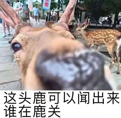 这是一张趣味表情包，画面拍摄于鹿互动景点（推测为日本奈良鹿公园），前景是一头小鹿凑近拍摄镜头，它的鼻子占据了画面近半区域，眼睛看向一侧，神态显得直接又好奇；背景里能看到另一头带白色花斑的小鹿以及来往的游客。画面下方配文‘这头鹿可以闻出来谁在鹿关’，其中‘鹿关’是‘录屏’的谐音，借小鹿的形象玩谐音梗，营造出搞笑的效果，仿佛这头小鹿能察觉到谁在录制它，适合在社交场景中用来调侃录屏行为，或是作为搞笑互动的素材。