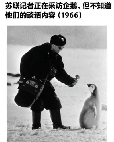 黑白历史照片中，一名身着厚重冬装、戴帽子和眼镜的男子（被配文称为“苏联记者”）正单膝跪地，左手提着老式录音设备，右手持麦克风伸向一只站立的企鹅。背景是白茫茫的雪地和冰原，营造出南极或极地的环境氛围。图片上方配有文字“苏联记者正在采访企鹅，但不知道他们的谈话内容（1966）”，通过人类采访行为与动物的荒诞组合制造幽默效果，展现一种无厘头的趣味场景。