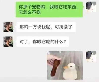 这是一张聊天记录与图片结合的搞笑梗图。绿色聊天气泡中一人问道：'你那个宠物鸭，我喂它吃东西，它怎么不吃'，对方回复白色气泡：'那鸭一万块钱呢，可挑食了'，随后追问'对了，你喂它吃的什么？'。图片下方配有一张实拍图：一只白色宠物鸭面对递过来的香肠，显得毫无兴趣。通过一万块高价宠物鸭与廉价香肠的反差制造幽默效果，暗示鸭子因'身价高'而拒绝普通食物的搞笑场景。