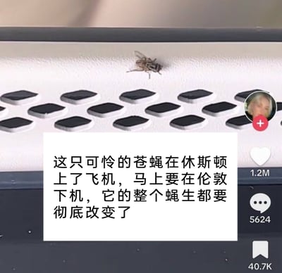 这是一张TikTok（抖音国际版）的短视频截图，画面主体是一只停在飞机通风口区域的普通苍蝇，图片中央叠加了一段充满脑洞的趣味文字：“这只可怜的苍蝇在休斯顿上了飞机，马上要在伦敦下机，它的整个蝇生都要彻底改变了”。内容以拟人化的视角，调侃这只意外搭乘跨大西洋航班的苍蝇，从美国休斯顿飞到英国伦敦后，生存环境的巨大差异将彻底改变它的“蝇生”，充满荒诞又搞笑的幽默感。截图右侧显示该短视频获得了120万点赞、5624条评论以及40.7K次收藏，可见其在平台上受到不少网友的喜爱，引发了大家对这个趣味脑洞的共鸣。
