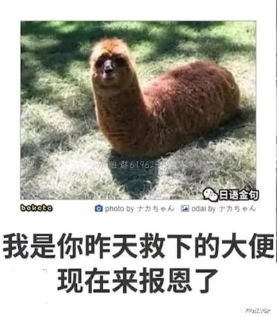 这是一张充满无厘头搞笑效果的视觉错位梗图，画面主体是一只趴在草地上的棕色羊驼，由于其身体的形态、颜色与草地的搭配，形成了类似大便的视觉错觉。图下方配有文字“我是你昨天救下的大便，现在来报恩了”，将羊驼拟化成被救下的大便，以报恩的荒诞设定制造强烈的喜剧效果。图中还带有多个水印：画面中间有“沙雕群619629743”的群号水印，右下角有“日语金句”的标识，图片底部标注了来源网站“bokete”，以及图片和文案创作者“ナカちゃん”的署名。