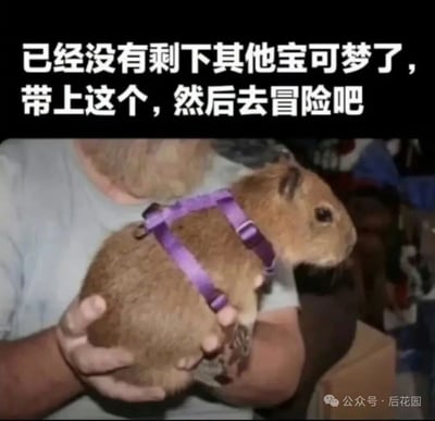 图片上方有白色文字："已经没有剩下其他宝可梦了，带上这个，然后去冒险吧"。图片主体是一位穿着浅色T恤的人双手捧着一只戴着紫色背带的棕色豚鼠，豚鼠表情平静地看向一侧。图片右下角有"公众号·后花园"的水印。这是一个幽默梗图，将豚鼠调侃为最后的