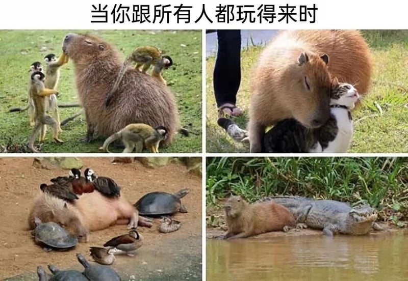 乌龟