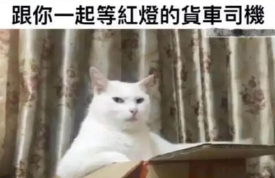 图片中一只白色猫咪表情严肃，眼神略带审视，正坐在碎花窗帘前，前爪搭在一个纸箱边缘，仿佛在“驾驶”。图片顶部配有文字“跟你一起等红灯的货车司机”，通过猫咪一本正经的姿态与“货车司机等红灯”的场景形成幽默反差，拟人化地表现出司机等待时的专注与些许不耐烦。