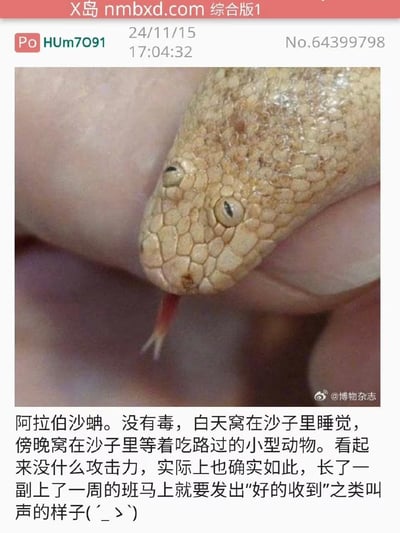 X岛论坛综合版1的一篇帖子，内容为一张阿拉伯沙蚺的特写照片，蛇头被人手持，舌头伸出，表情显得疲惫。帖子文字介绍该蛇无毒，白天和傍晚均在沙中活动，攻击性低，并幽默地将其神态比作“上了一周的班马上就要发出‘好的收到’之类叫声的样子”，用动物形象调侃职场人的疲惫状态。
