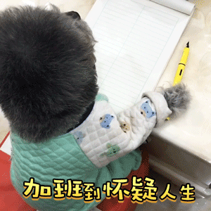 加班到怀疑人生的小狗：我是谁我在哪