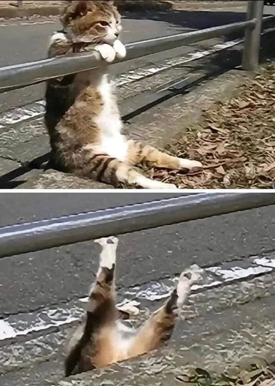两张连续拍摄的照片组成的上下拼图。上图中一只橘白相间的猫正用前爪搭在金属栏杆上，身体向后仰坐，表情看起来很放松。下图中猫咪已经从栏杆处消失，只露出两只后腿和尾巴翘在栏杆上方，呈现出摔倒或掉进栏杆下方的滑稽场景。