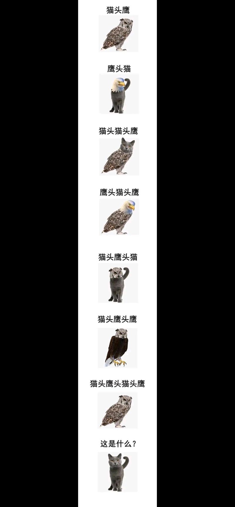猫头鹰