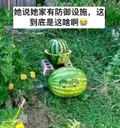 图片展示了一片长满青草和黄色小花的院子，草地上放着两个西瓜：一个被架在水泥砖上，顶部还放着一个小篮子；另一个西瓜上则被画上了拟人化的眼睛，表情呆萌。图片上方有一行文字：“她说她家有防御设施，这到底是这啥啊😥”，以幽默的方式表达对这两个西瓜被当作“防御设施”的困惑。整个场景通过将普通西瓜夸张地解读为“防御设施”，制造出滑稽的反差感。