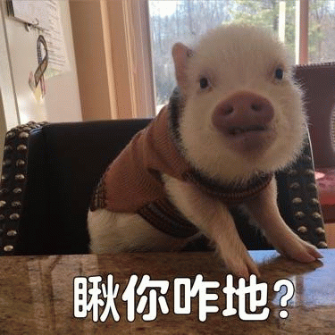 穿毛衣的小猪表情包：瞅你咋地？