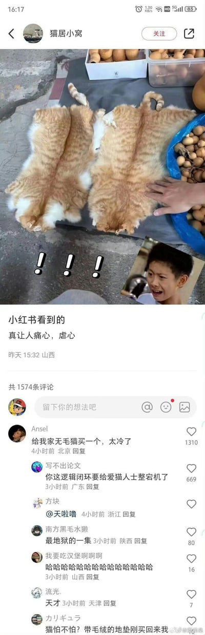 社交媒体截图显示小红书用户'猫居小窝'发布的帖子，内容为两只橘猫背部朝上平躺的照片，周围放有水果，一只手正在触摸猫背。帖子配文'小红书看到的 真让人痛心，虐心'，下方附有一张人物惊讶表情的小图（叠加三个感叹号）。评论区有1574条评论，部分用户调侃'给我家无毛猫买一个'，暗示原帖可能存在对猫咪姿势的误解（误认猫皮而非活猫）。整体场景呈现网络争议性，既有对虐猫的担忧，也有对乌龙事件的幽默回应。