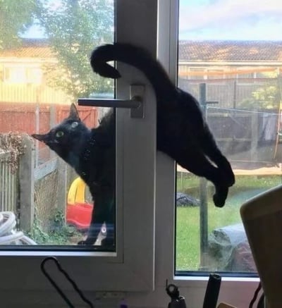 一只黑猫在窗外，用身体和尾巴勾住窗户把手，努力想要打开窗户进入室内。猫咪瞪大绿色的眼睛望向屋内，表情既急切又带着一丝滑稽。背景可见院子里的围栏、绿色植物和儿童玩具，阳光照射下场景温馨又有趣。