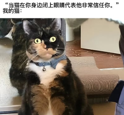 图片上方配有文字说明：'当猫在你身边闭上眼睛代表他非常信任你。我的猫：'，下方是一张三花猫的照片。猫咪毛色为黑、棕、白相间，戴着蓝色领结和铃铛，正瞪大黄色的眼睛直视镜头，表情警觉。通过文字描述的猫咪信任行为（闭眼）与实际照片中猫咪睁眼监视的状态形成幽默反差，展现宠物日常的可爱与意外。