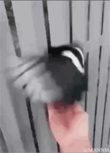 一只黑白相间的猫咪正努力穿过木栅栏的缝隙，身体部分已经穿过，后半部还卡在栅栏上。一只人类的手从栅栏另一侧伸过来，温柔地抚摸着猫咪。猫咪似乎因为被抚摸而放慢了穿过栅栏的动作，画面充满温馨可爱的氛围。动态图中能看到猫咪身体的轻微晃动和毛发的动态效果。