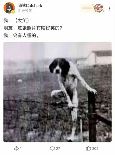 这是一条社交媒体动态内容，发布者为“猫鲨Catshark”，动态中附上了一段自己与朋友的对话：发布者看到配图后大笑，朋友疑惑询问这张照片的笑点，发布者表示“会有人懂的”。配图是一张具有视觉错位效果的老照片，画面里一名正在攀爬栅栏的人，其头部位置恰好和背景中一只狗的头部完全重合，形成了仿佛是“狗的头部搭配人类身体”的荒诞视觉效果，这种错位带来的违和感与荒诞感是图中的核心笑点。