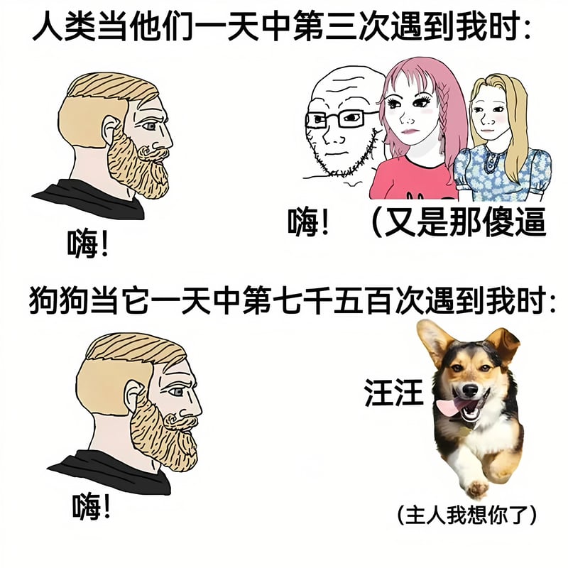 柯基犬