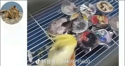 这张图片整体为横版静态内容，左侧有一个圆形区域展示了蹲坐在地面上、表情淡定的土拨鼠表情包头像；右侧主体是烧烤架的实拍场景，烧烤架的烤网上摆放着多个印有不同二次元角色、真人头像的金属吧唧周边徽章，一只手持刷子正在给这些徽章刷涂酱料，仿佛将徽章作为食材进行烤制，属于恶搞玩梗类内容，图片底部带有抖音的标识和对应创作者账号水印。