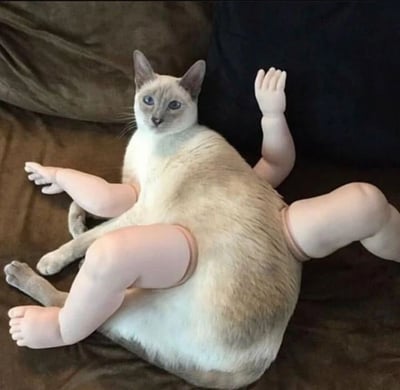 一只蓝眼睛的暹罗猫坐在棕色沙发上，背景有一个黑色枕头。这张图片通过PS技术将猫的身体与人类的四肢（两只手臂和两条腿）合成在一起，形成了一种荒诞又滑稽的视觉效果。猫咪的头部和躯干保持原样，但四肢被替换成了类似玩偶的苍白人类肢体，呈现出一种不协调的幽默感。