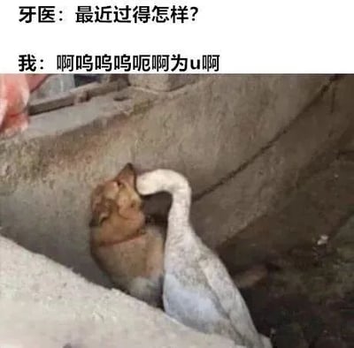 图片上半部分是牙医和“我”的对话，牙医问“最近过得怎样？”，“我”的回答是一串模糊不清的拟声词“啊呜呜呜呃啊为u啊”。下半部分是一张动物图片：一只狗的嘴巴被一只鹅用脖子撑开，生动形象地表现了看牙医时嘴巴被工具撑开而无法清晰说话的搞笑场景。