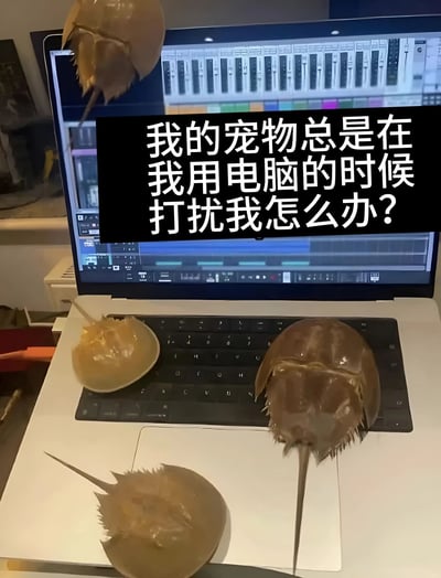 图片展示了一台打开着音乐制作软件的笔记本电脑，键盘和触控板上爬满了马蹄蟹。上方有文字提问：'我的宠物总是在我用电脑的时候打扰我怎么办?'。通过将通常不会作为宠物的马蹄蟹放置在工作场景中，制造出幽默效果。