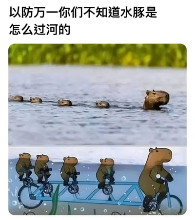 这张图片分为上下两部分，上半部分是真实照片，展示了几只水豚排成一列在水中游泳过河；下半部分是卡通插画，描绘了几只水豚骑着一辆串联自行车在水下前进。图片上方配有文字'以防万一你们不知道水豚是怎么过河的'，通过真实场景与幽默的卡通想象对比，制造出搞笑的效果，属于网络迷因的一种。