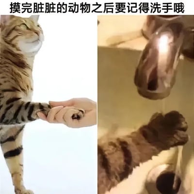 这是一张左右拼接的搞笑梗图，左图展示了一只狸花猫和人类的手牵在一起，猫咪表情看起来有些嫌弃；右图则是这只猫咪的爪子伸在水龙头下方，仿佛在冲洗爪子。图的上方配有文字“摸完脏脏的动物之后要记得洗手哦”。
这张图运用了反向反差的搞笑手法，通常认知里是人类摸完动物后需要洗手，而这里却将猫咪拟人化，把人类当成“脏脏的动物”，猫咪摸完后自己去洗手，制造出强烈的反差感，让人忍俊不禁。