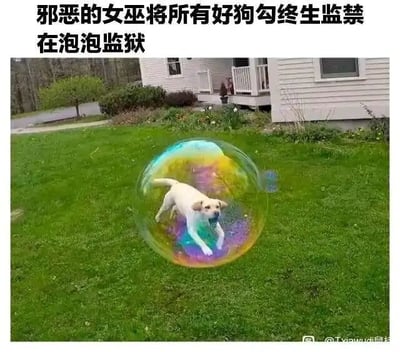 这是一张经过P图改编的文字加注静态图，画面主体是一只浅色的小狗，被合成在一个色彩斑斓的巨大透明泡泡中，小狗站在翠绿的草坪上，前爪抬起，神态懵懂可爱。背景是典型的户外住宅场景，包含白色的独栋房屋、树木与草地，充满生活化的氛围。图片上方配有黑色趣味文字：“邪恶的女巫将所有好狗勾终生监禁在泡泡监狱”，其中“狗勾”是“狗狗”的谐音，用软萌的称呼搭配童话式的搞笑“监禁”设定，没有任何恶意，只是通过反差感营造出诙谐有趣的萌系效果，让原本普通的宠物照片变得充满创意与笑点。