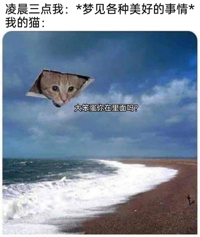 这是一张吐槽养猫日常的搞笑P图，描绘了凌晨三点的场景：主人正沉浸在美好的梦境中，而主人的猫被创意合成到天空的“破洞”里，探出头配文喊着“大笨蛋你在里面吗？”，用夸张荒诞的方式还原了养猫人常被猫在深夜毫无预兆地打扰睡眠、打破美梦的真实经历，充满无奈又搞笑的氛围，能引发众多养猫人的共鸣。