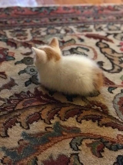图片中是一只毛茸茸的小奶猫，背部和头部为白色，耳朵和尾部带有橘色毛发，正安静地趴在一块色彩丰富的花纹地毯上。小猫面向左侧，露出圆润的背影和竖起的小耳朵，整体画面呈现出温馨治愈的氛围。